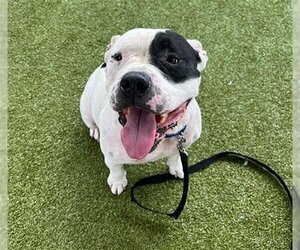 Bulldog-Unknown Mix Dogs for adoption in Waco, TX, USA