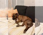 Small Photo #9 American Pit Bull Terrier-Plott Hound Mix Puppy For Sale in Aurora, CO, USA