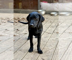 Labrador Retriever-Miniature Pinscher Mix Dogs for adoption in Texarkana, TX, USA