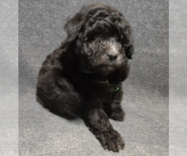 Medium Photo #10 Whoodle (Miniature) Puppy For Sale in KATY, TX, USA