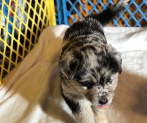 Medium Photo #32 Australian Shepherd-Miniature Australian Shepherd Mix Puppy For Sale in PETERSBURG, IL, USA