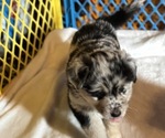 Small #1 Australian Shepherd-Miniature Australian Shepherd Mix