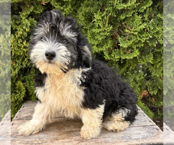 Medium Photo #4 Poo-Ton Puppy For Sale in MIDDLEBURY, IN, USA