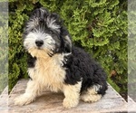 Small #3 Poo-Ton