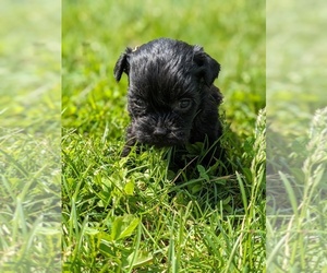ShihPoo Puppy for sale in GOSHEN, IN, USA