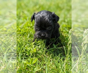 ShihPoo Puppy for sale in GOSHEN, IN, USA