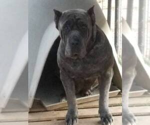 Mother of the Cane Corso puppies born on 12/11/2020