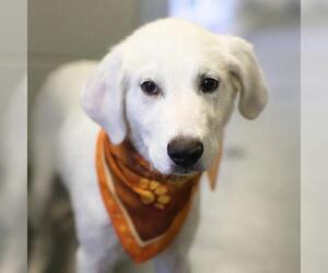 Great Pyrenees-Unknown Mix Dogs for adoption in San Antonio, TX, USA