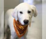 Small Great Pyrenees Mix