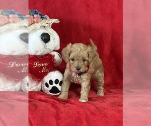 Bichon Frise-Cavapoo Mix Puppy for sale in GREENVILLE, MO, USA