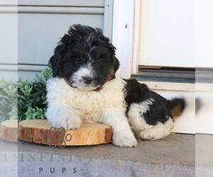 Bernedoodle (Miniature) Puppy for sale in EPHRATA, PA, USA