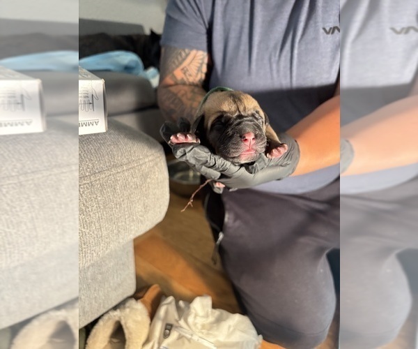 Medium Photo #10 Cane Corso Puppy For Sale in CASTRO VALLEY, CA, USA