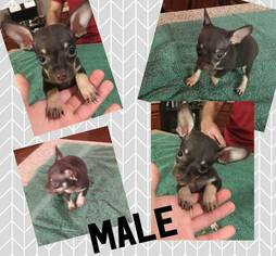 Chihuahua Puppy for sale in NEWVILLE, AL, USA