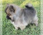 Small #4 Pomeranian