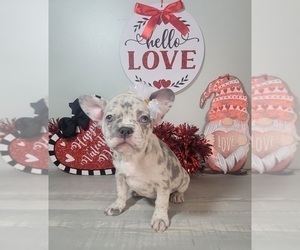 French Bulldog Puppy for sale in INDIANAPOLIS, IN, USA