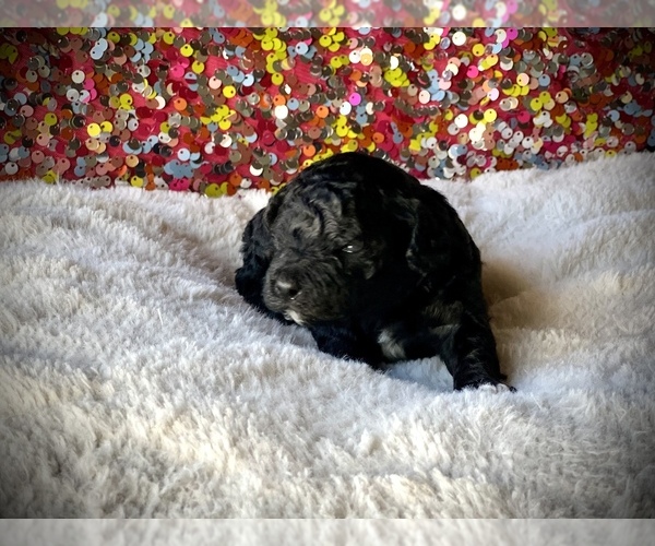 Medium Photo #1 Poodle (Miniature) Puppy For Sale in INDIANOLA, MS, USA
