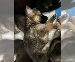 Small Photo #34 German Shepherd Dog-Siberian Husky Mix Puppy For Sale in LOS GATOS, CA, USA