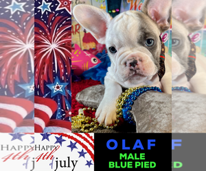 French Bulldog Puppy for sale in HEATHROW, FL, USA