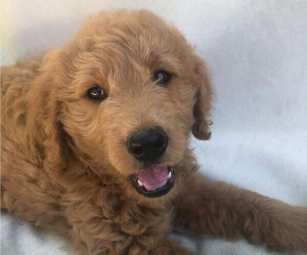 Medium Photo #1 Goldendoodle Puppy For Sale in SOUTH PITTSBURG, TN, USA