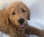 Small Photo #1 Goldendoodle Puppy For Sale in SOUTH PITTSBURG, TN, USA