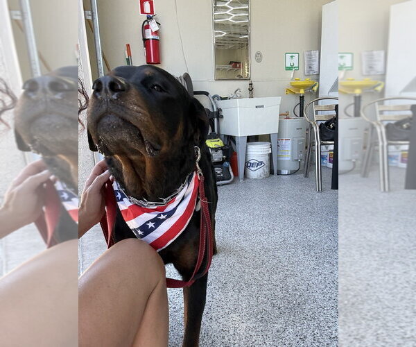 Medium Photo #15 Rottweiler Puppy For Sale in Gilbert, AZ, USA