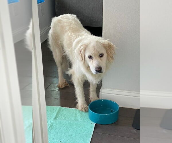 Medium Photo #8 Great Pyrenees Puppy For Sale in Spring, TX, USA