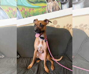 Nelly - Female Boxer-Unknown Mix Dog for Adoption - Photo #4