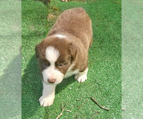 Medium Photo #3 Australian Shepherd Puppy For Sale in NELSON, VA, USA