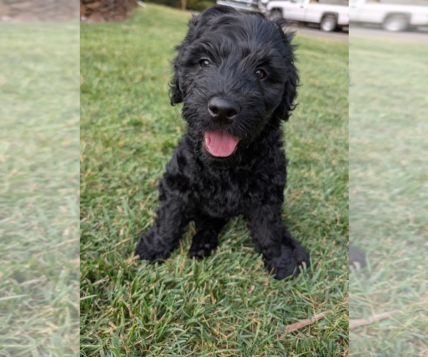 Medium Photo #3 Double Doodle Puppy For Sale in VALDESE, NC, USA