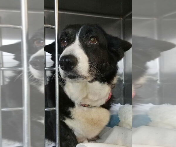 Medium Photo #1 Mutt Puppy For Sale in Foristell, MO, USA