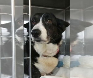 Mutt Dogs for adoption in Foristell, MO, USA