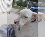 Small Photo #5 Dogo Argentino Puppy For Sale in MULBERRY, FL, USA