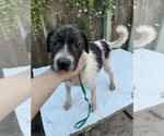 Small Mutt
