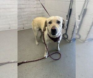 Labrador Retriever Dogs for adoption in San Bernardino, CA, USA