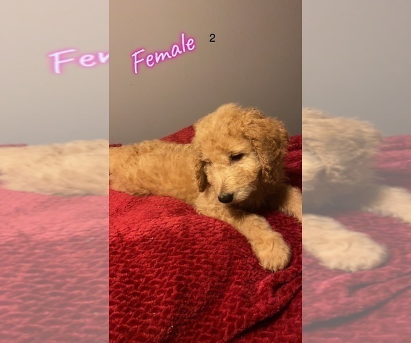 Medium Photo #11 Goldendoodle Puppy For Sale in NORTH VERNON, IN, USA