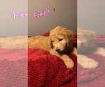Small Photo #11 Goldendoodle Puppy For Sale in NORTH VERNON, IN, USA