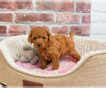 Small #6 Cavapoo (Miniature)