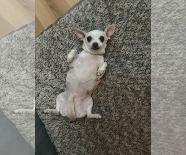 Medium Photo #7 Chihuahua Puppy For Sale in Raleigh, NC, USA