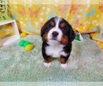 Small Photo #15 Bernese Mountain Dog Puppy For Sale in BLACK FOREST, CO, USA
