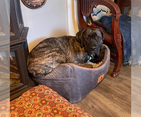 Medium Photo #7 Mastiff Puppy For Sale in Sandy, UT, USA