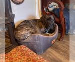 Small #6 Mastiff