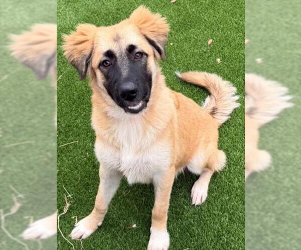 Medium Photo #2 German Shepherd Dog Puppy For Sale in Texas City, TX, USA