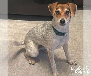 Beagle-Unknown Mix Dogs for adoption in Washington, DC, USA