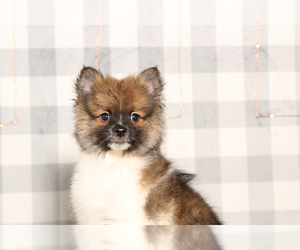 Pomeranian Puppy for sale in MARIETTA, GA, USA