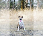 Small #4 Mutt