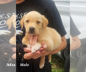 Collie-Labrador Retriever Mix Dogs for adoption in Royal Palm Beach, FL, USA