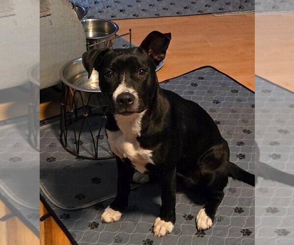Medium Photo #7 Mutt Puppy For Sale in Wenonah, NJ, USA