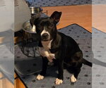 Small #6 Mutt