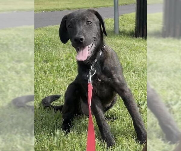 Medium Photo #2 Mutt Puppy For Sale in Mount Laurel, NJ, USA