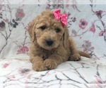 Small #12 Goldendoodle